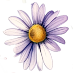 Purple Daisy