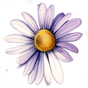 Purple Daisy